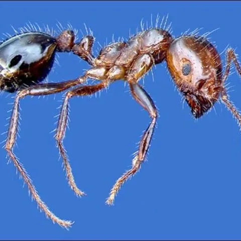 thumbnail for publication: Red Imported Fire Ant, Solenopsis invicta Buren (Insecta: Hymenoptera: Formicidae: Myrmicinae)